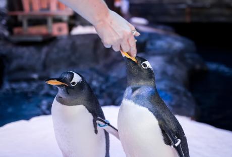 2 penguins, 1 being hand fed