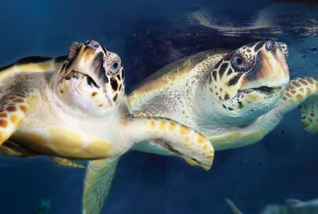 Two Loggerhead sea turtles