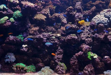 A coral habitat at The Deep with colourful fish