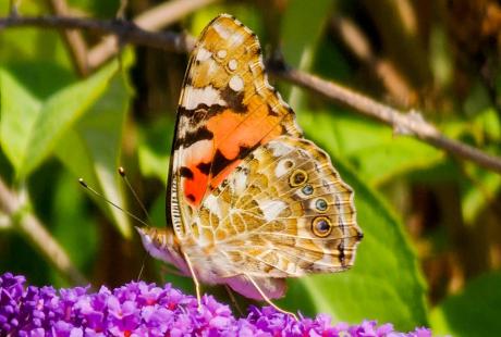 Image of a butterfly resting on a flower