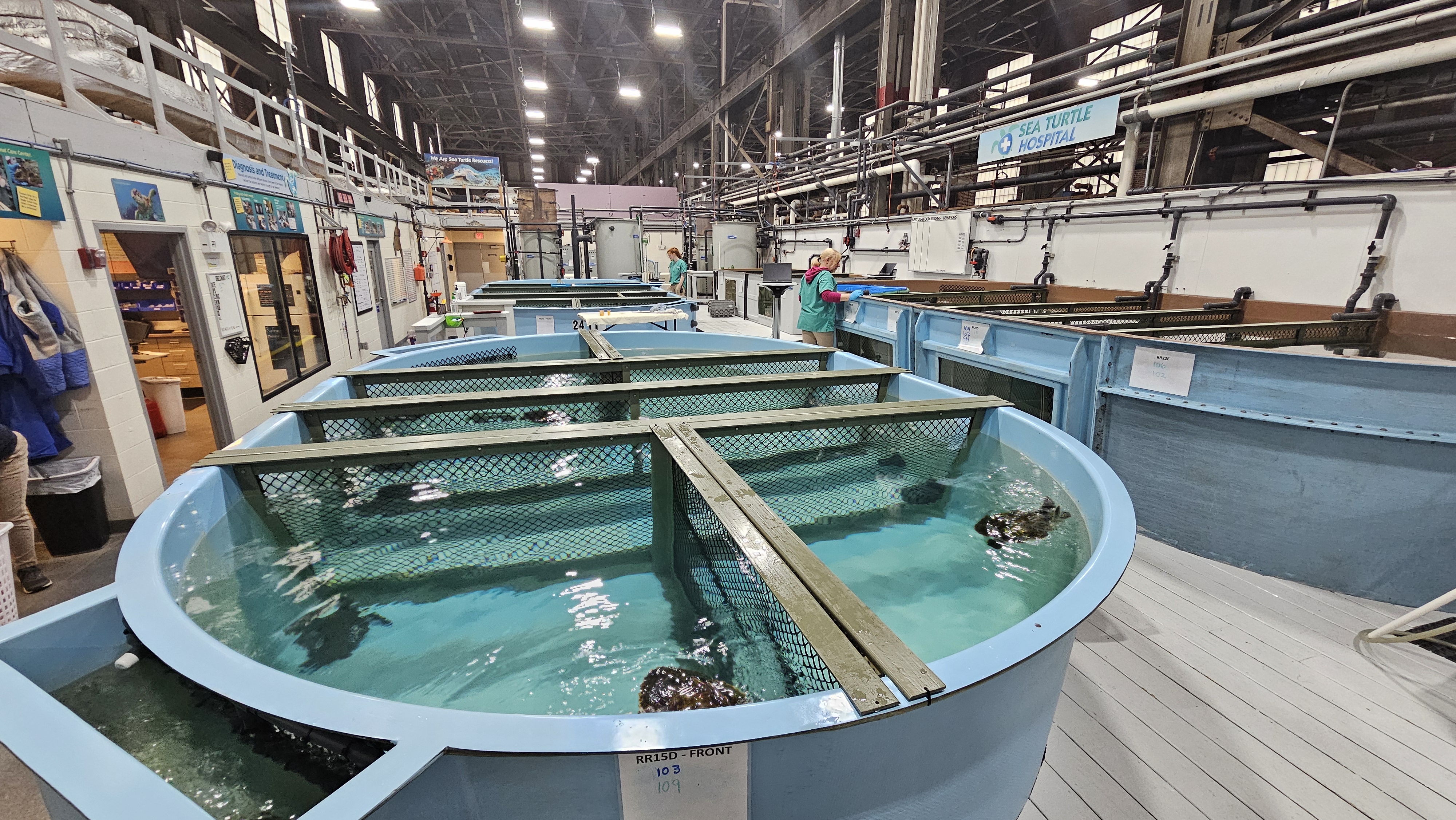 An image of the New England Aquarium Rescue Centre interior. There are several pools in the building for the recovering sea turtles.