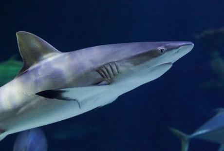 UK tightens law in shark fin trade