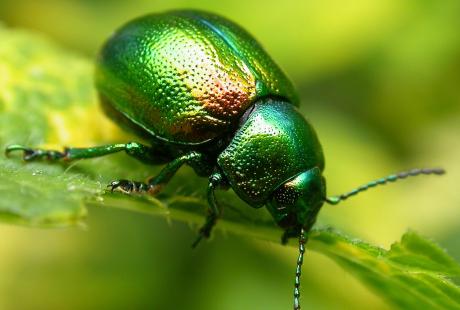 Close up of a Tansy Beetle on a leaf