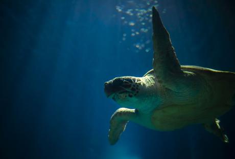 A Loggerhead sea turtle swimming