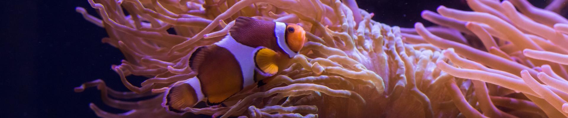 Clownfish in The Deep's Slime exhibit.