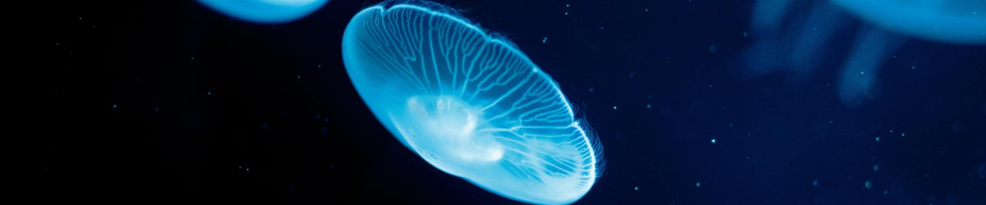 Moon jellyfish in The Deep's Cool Seas exhibit.