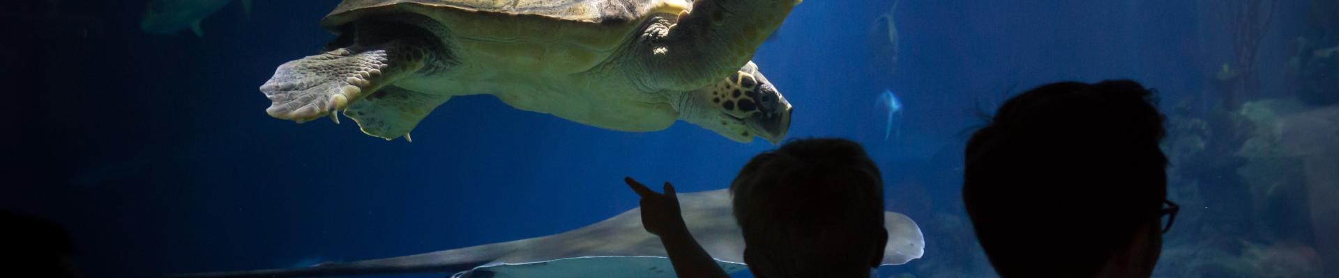 Silhouette of a young boy in the arms of an adult pointing at a loggerhead turtle in The Deep's Endless Ocean exhibit.
