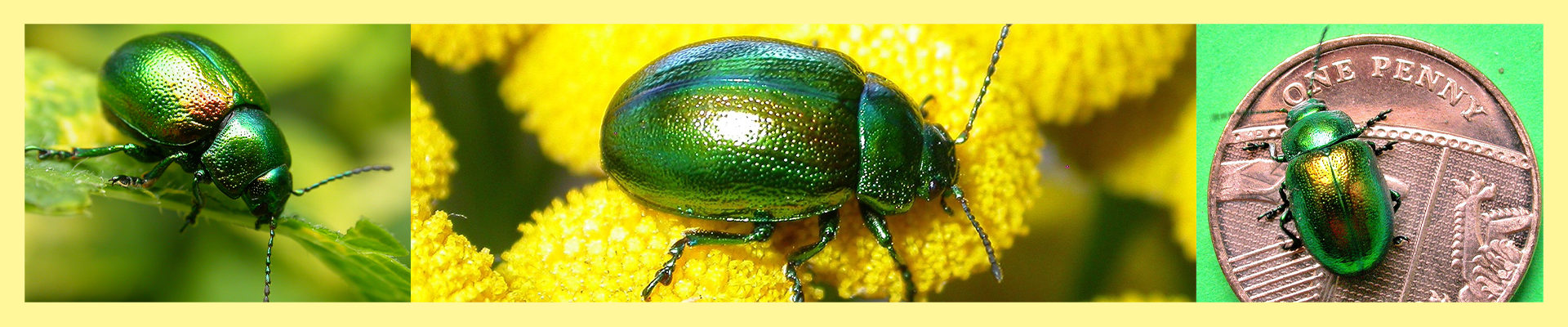 3 close up images of the Tansy Beetle